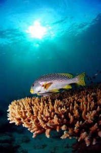 dive adventures