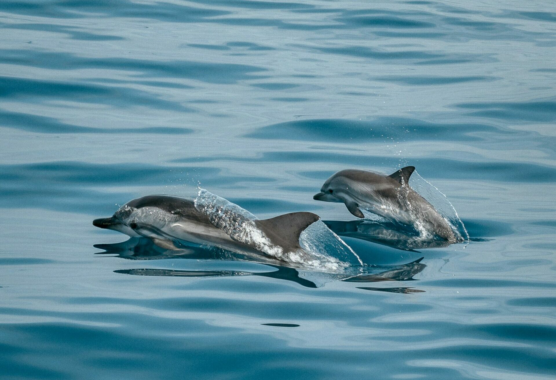 Travel operators caught in dolphin hunting scandal